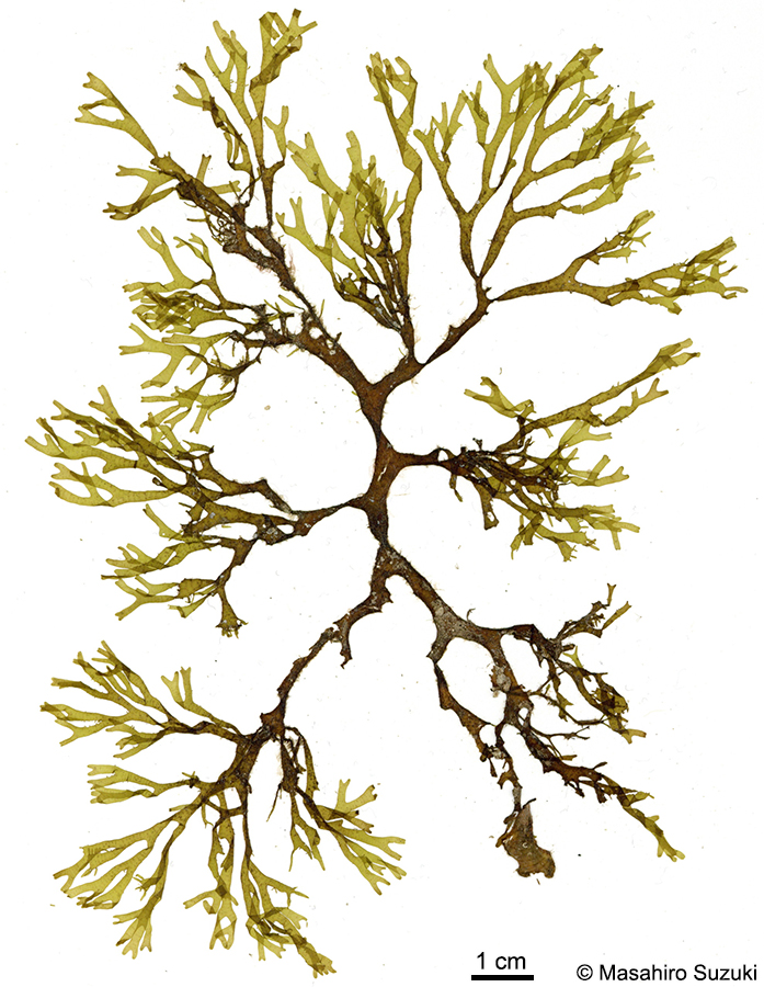 コモンアミジ Dictyota sandvicensis